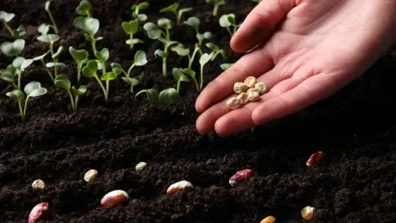 A person holding seeds meant for succession sowing, placing them in dark brown soil with some sprouts popping out on one side